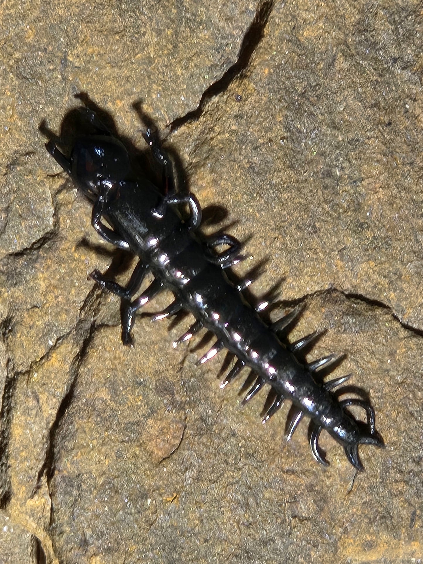 Hellgrammite 3" 12 pk