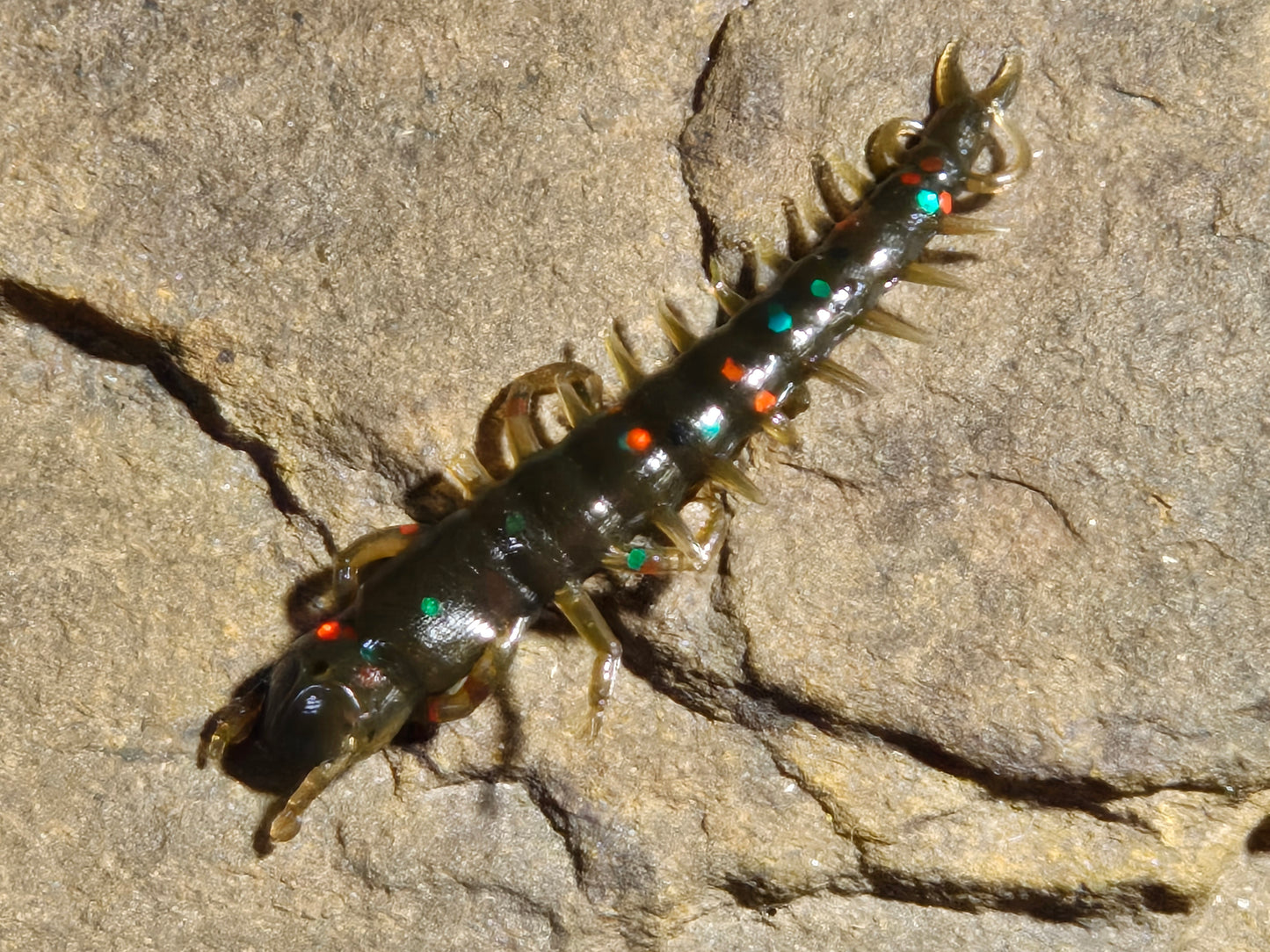Hellgrammite 3" 12 pk
