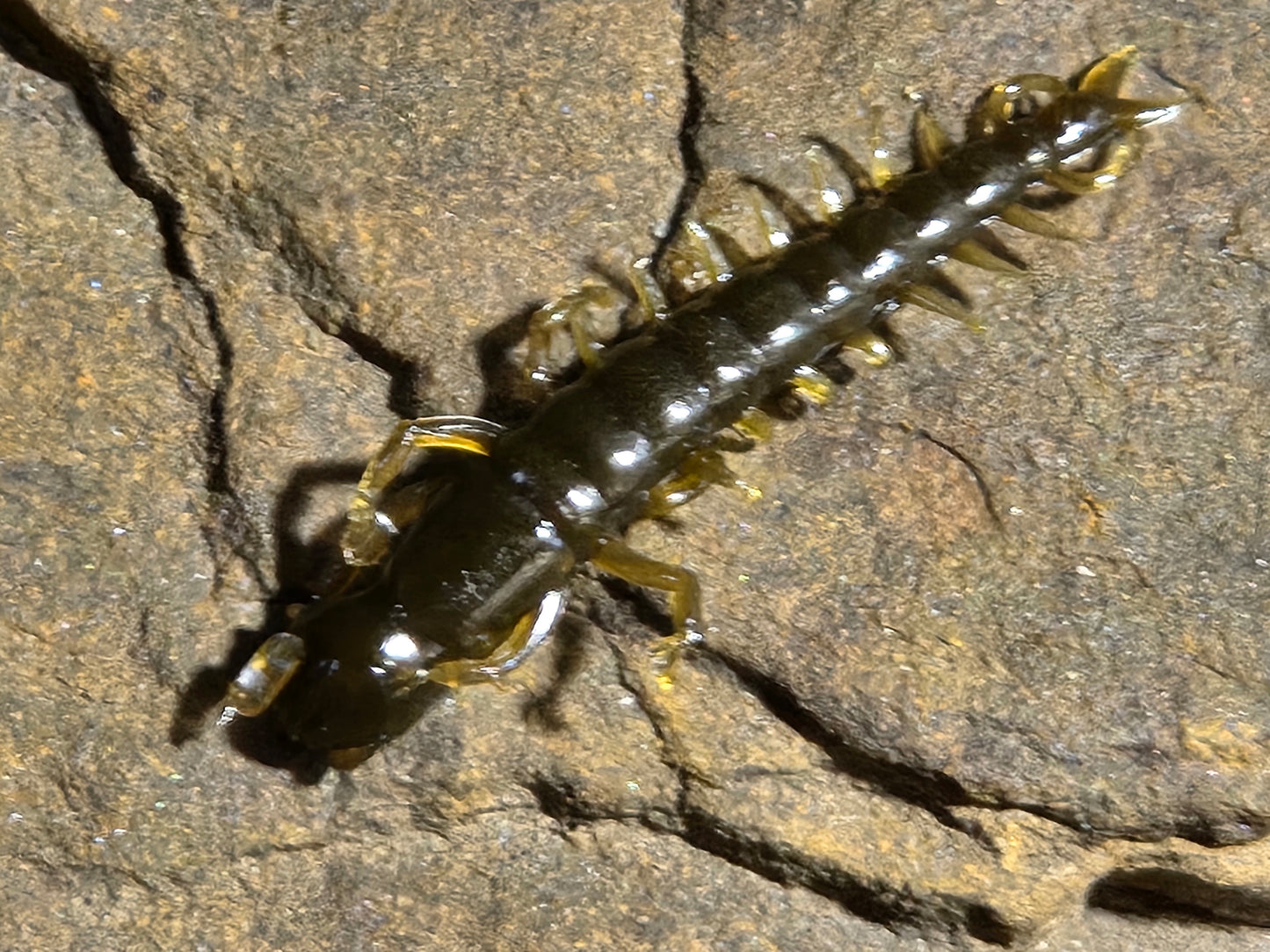 Hellgrammite 3" 12 pk