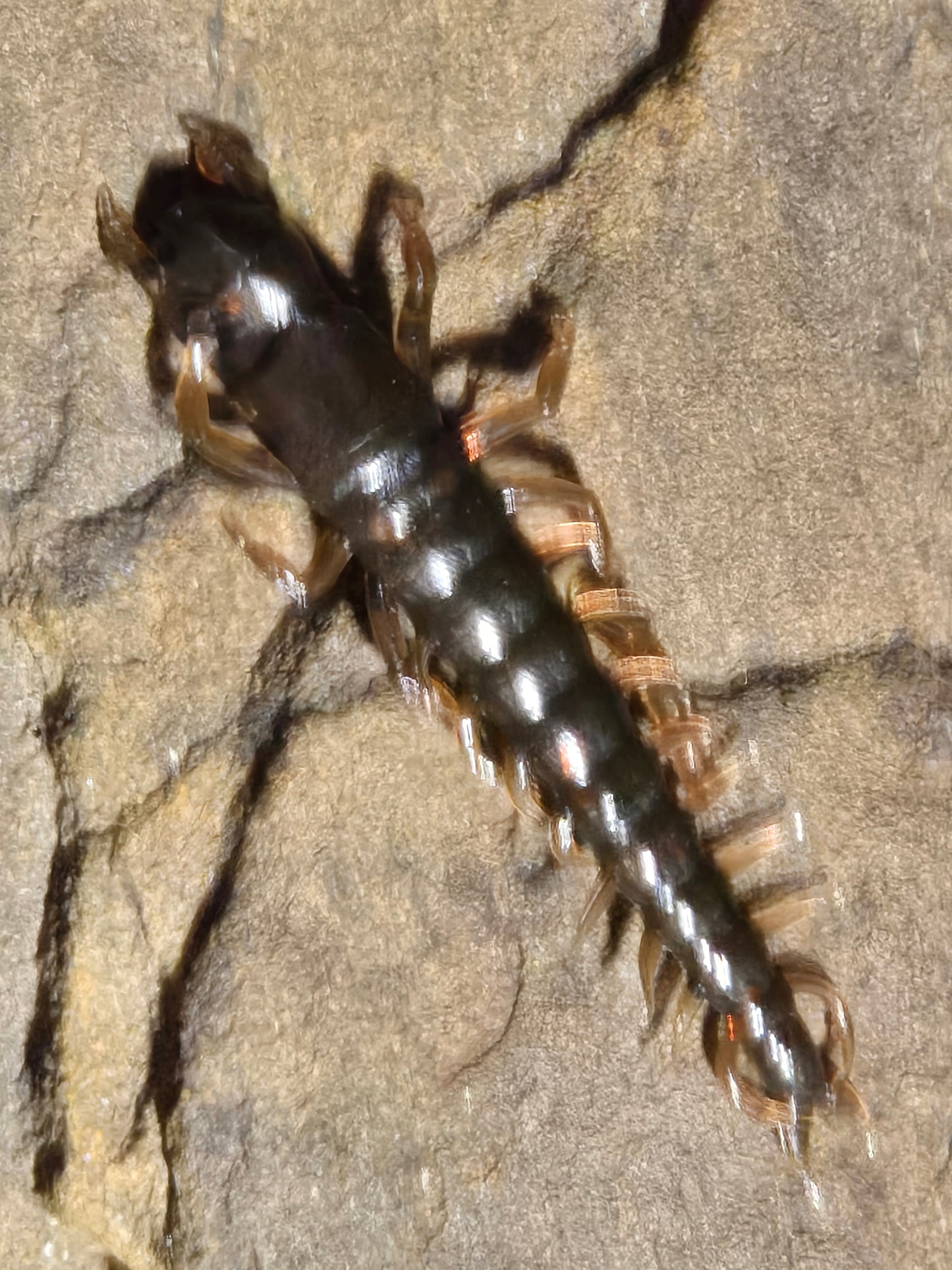 Hellgrammite 3" 12 pk