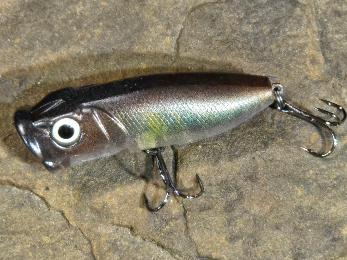 Mimic R-Pop Baby Bronzback