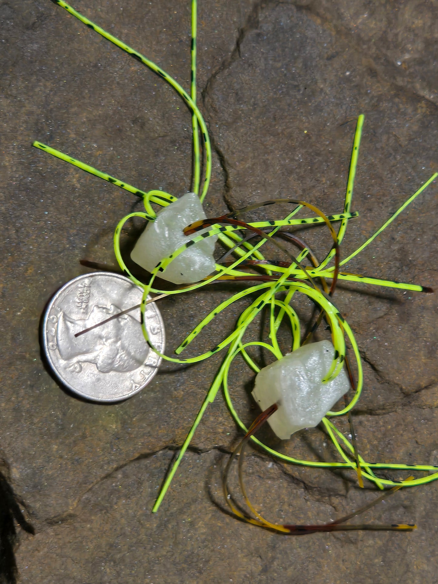 Snake Eyes Chartreuse White