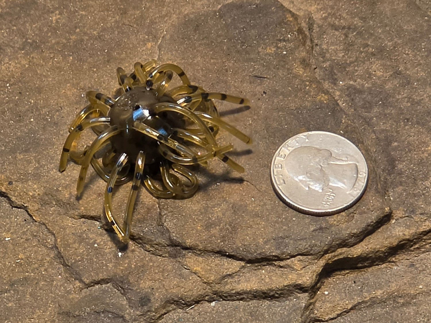 Mimic Star Fish 3/4" 2.5"