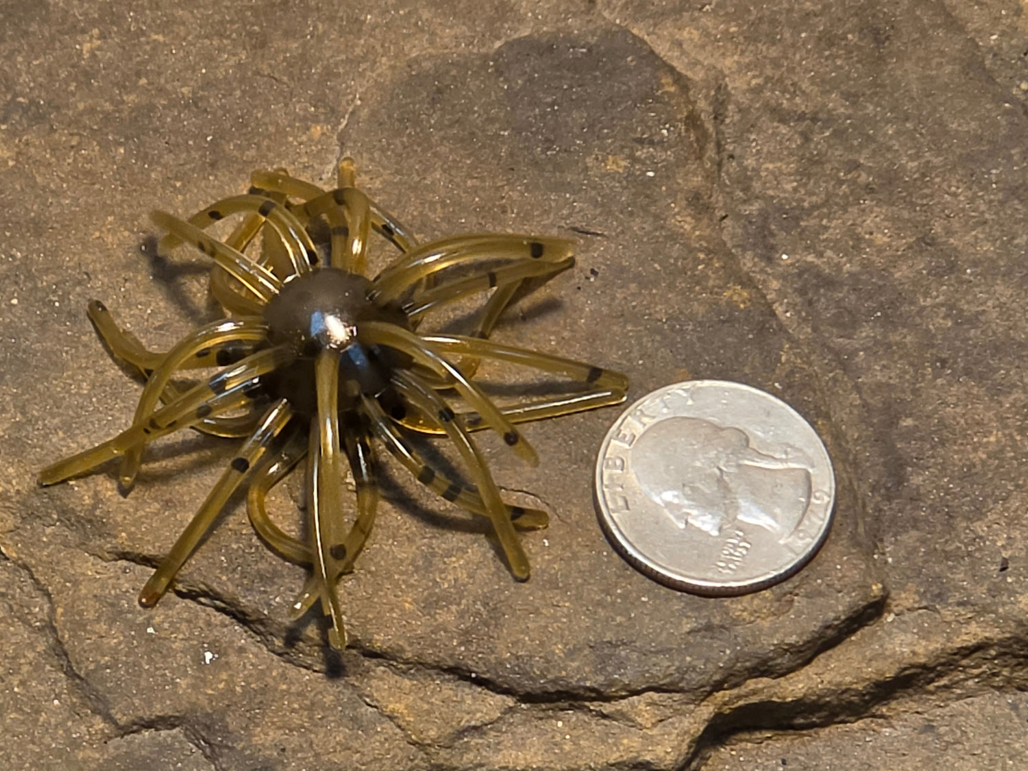 Mimic Star Fish 5/8
