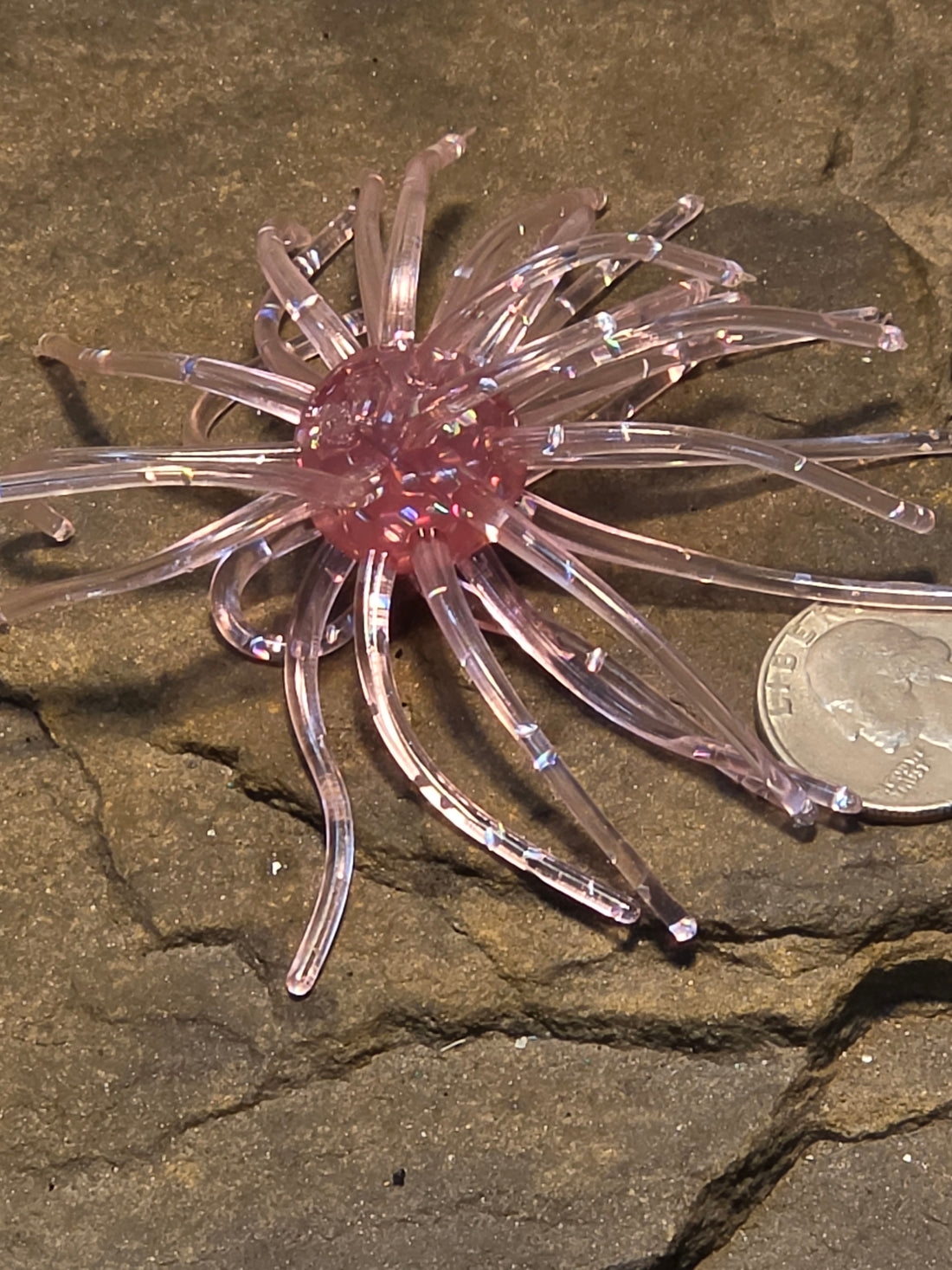 Mimic Starfish 3/4" 4" Morning Dawn