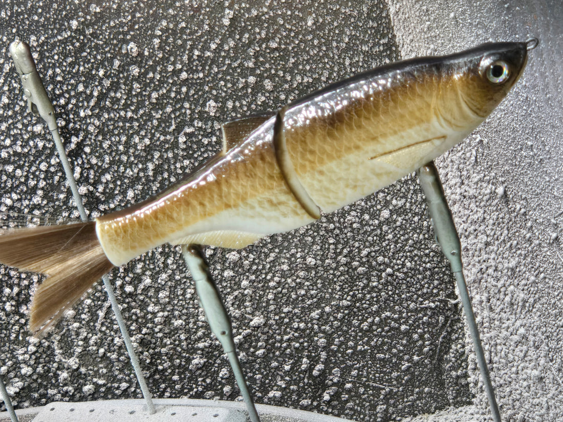 Mimic Glide 7.5 Golden Shiner Custom Painted in house