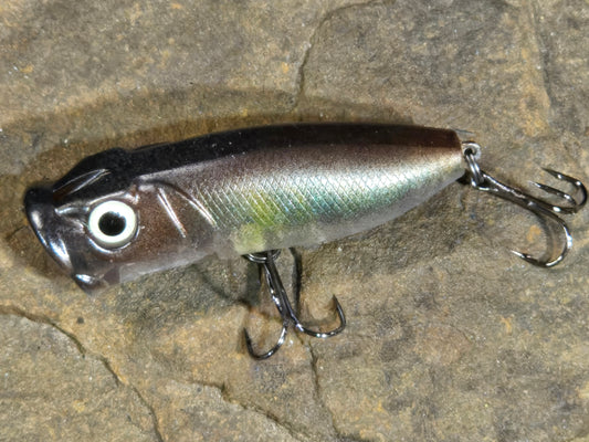 Mimic R-Pop Baby Bronzback