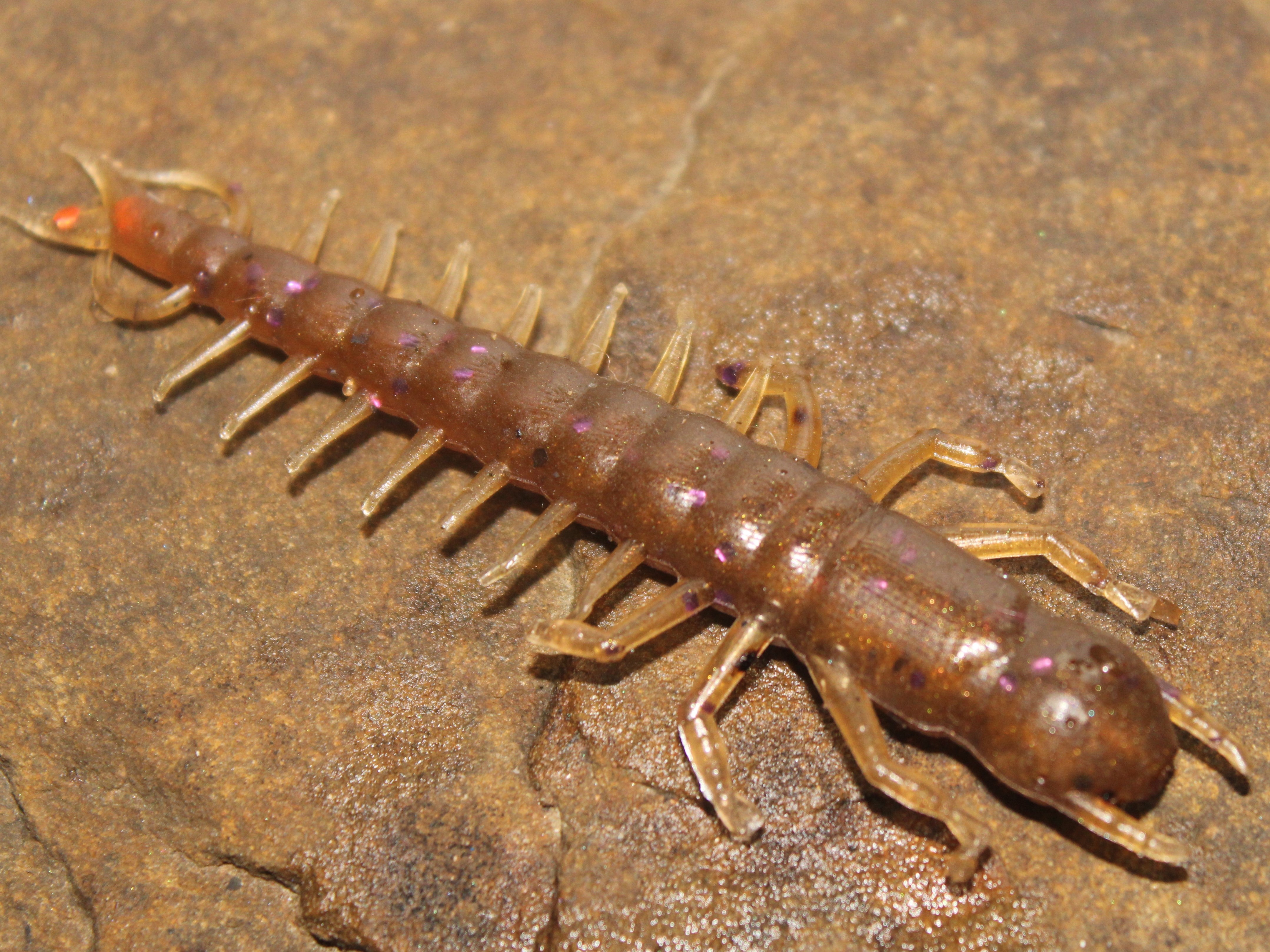 Hellimite Insect Hellgrammite 3